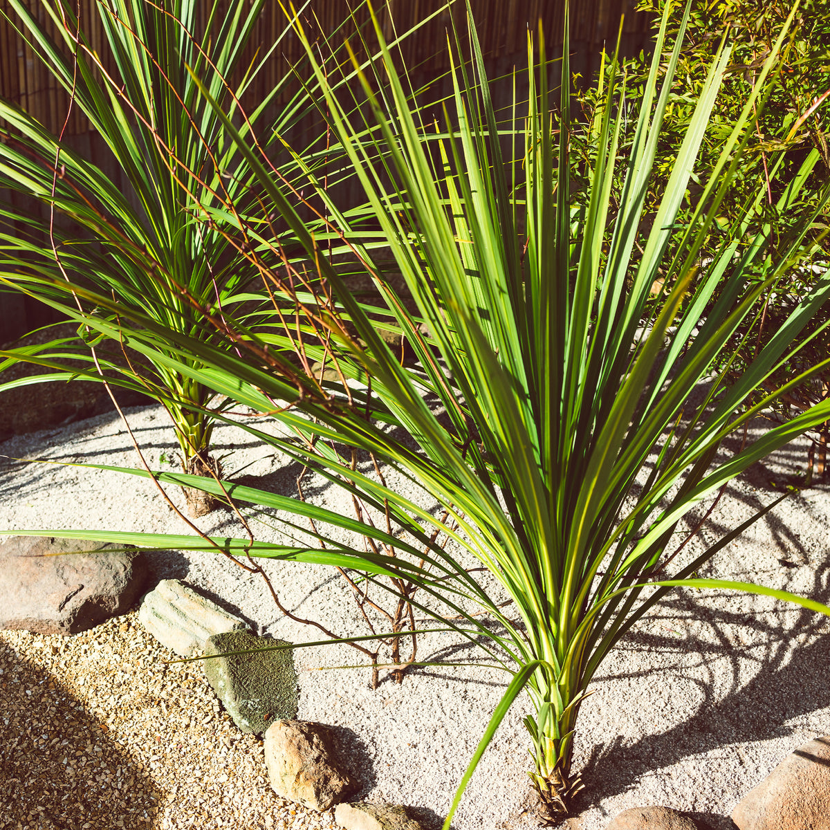 Cordyline australis / Koolpalm - Willemse