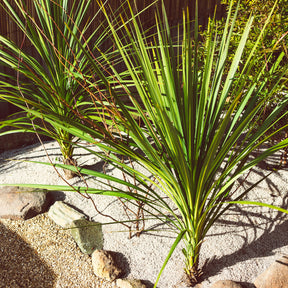 Cordyline australis / Koolpalm - Willemse