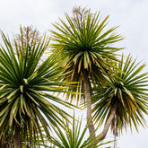 Cordyline australis / Koolpalm - Cordyline australis - Willemse