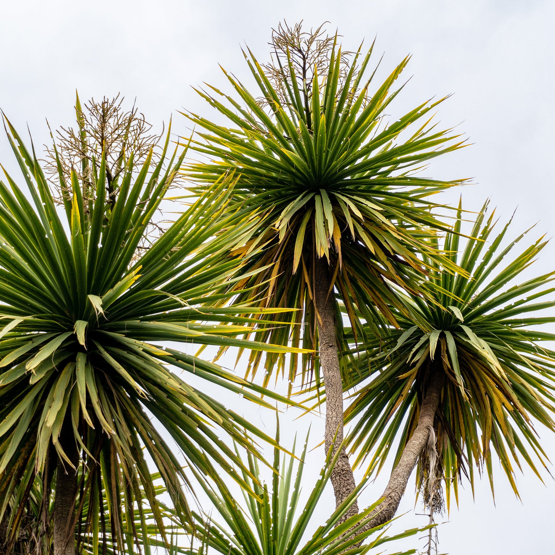 Cordyline australis / Koolpalm - Cordyline australis - Willemse