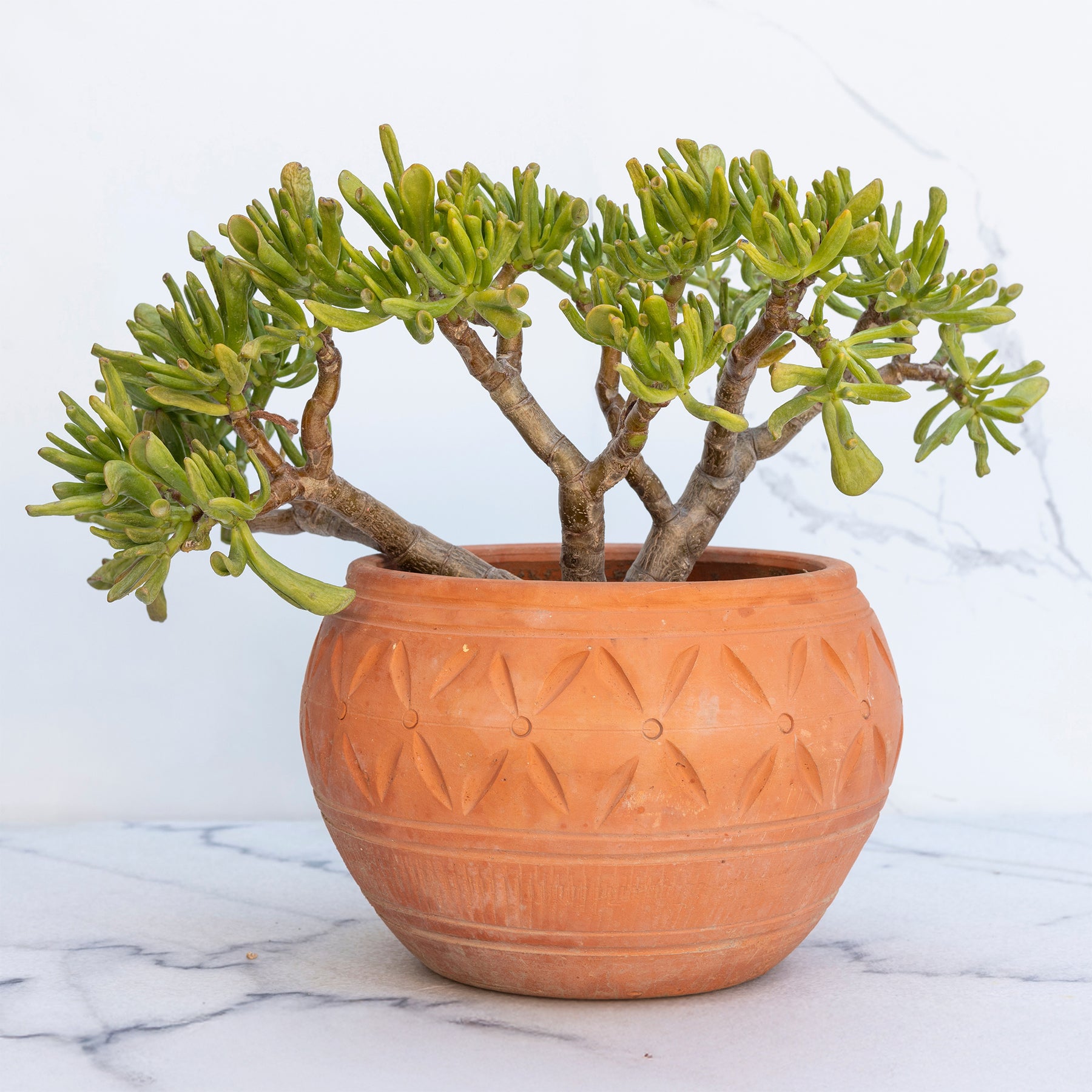 Crassula Gollem / Geldboom - Crassula ovata Gollum - Willemse
