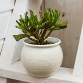 Crassula Gollem / Geldboom - Willemse
