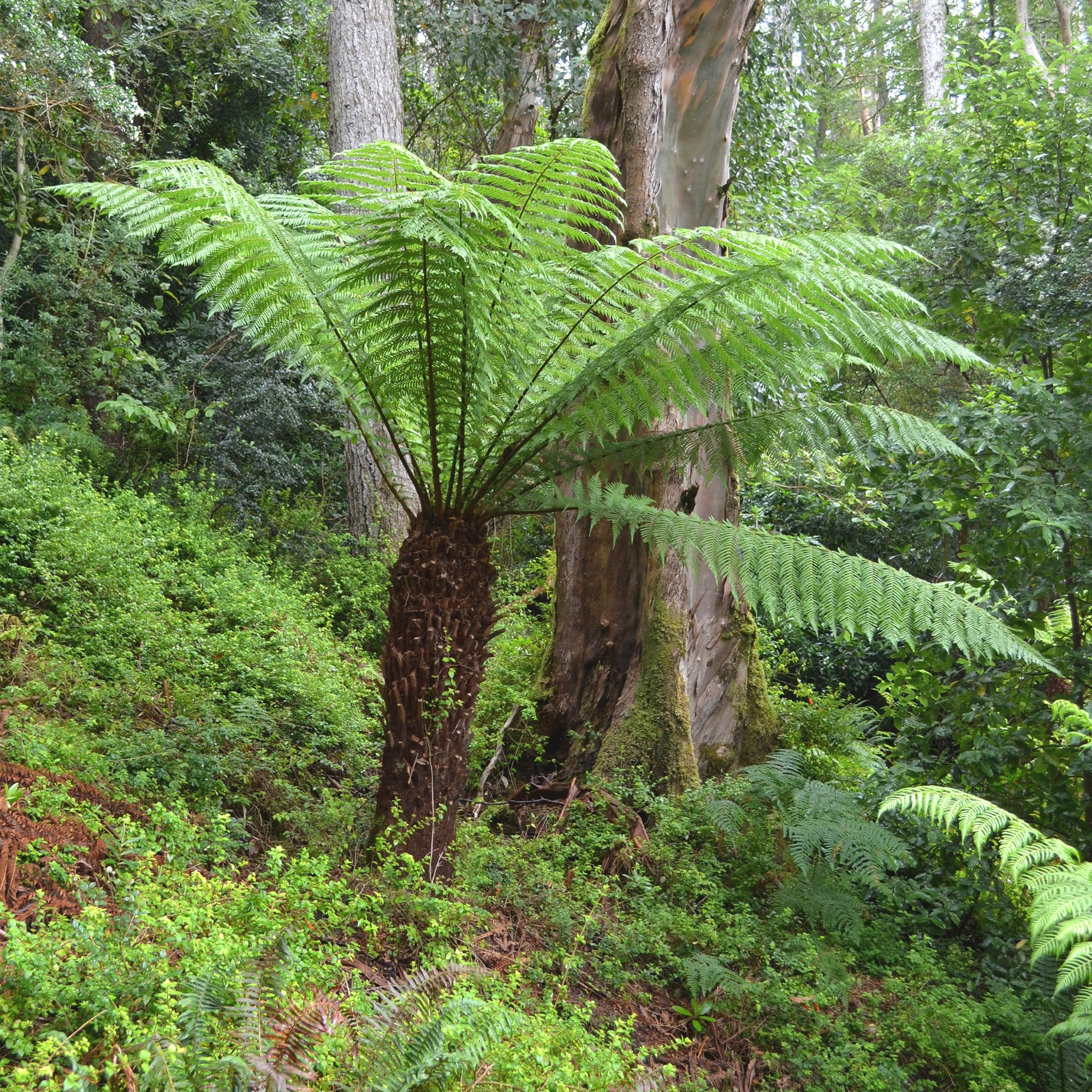 Boomvaren - Willemse