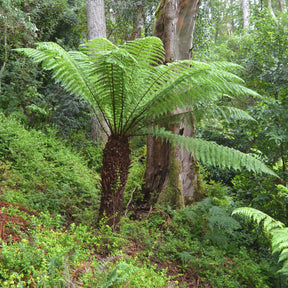 Boomvaren - Willemse