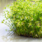 Cyperus alternifolius - Parapluplant - Oeverplanten