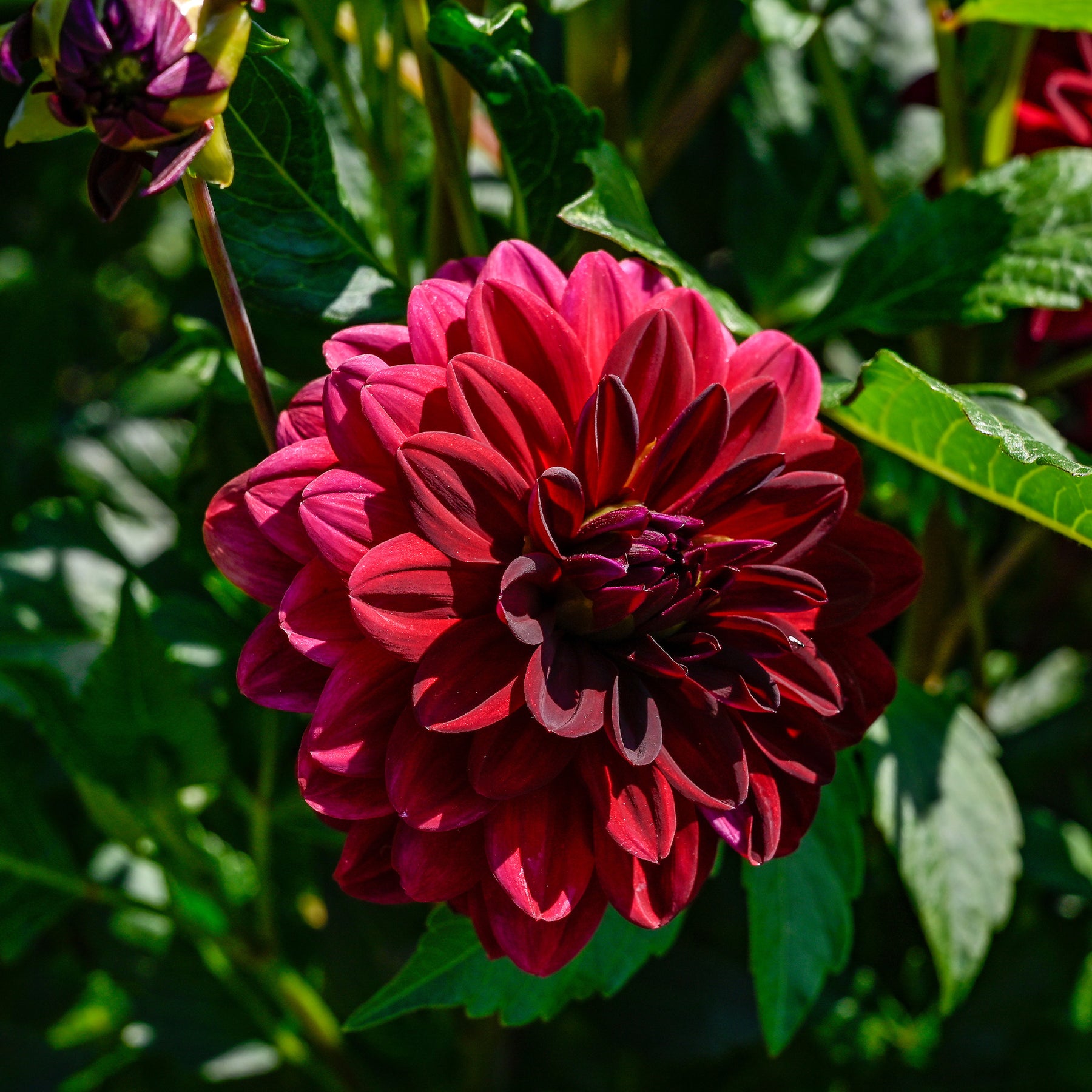 Decoratieve dahlia Arabische nacht - Willemse