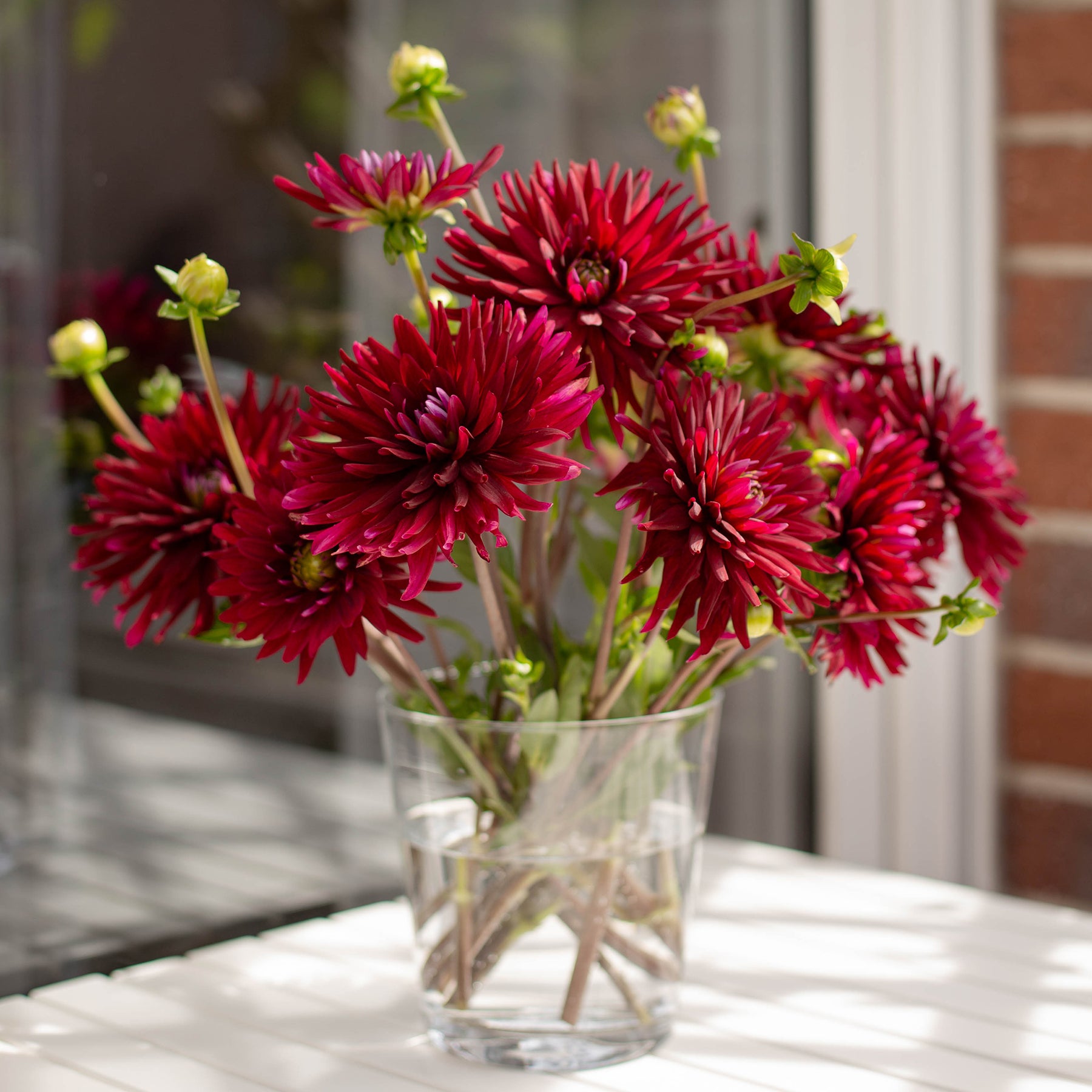Dahlia Black Narcissus - Cactus dahlia 'Black Narcissus' (x3) - Dahlia 