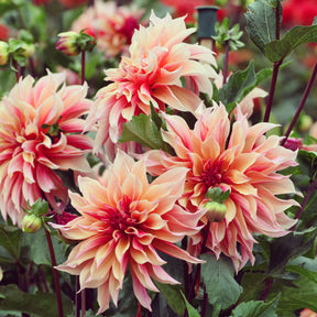 Decoratieve Dahlia Labyrint - Willemse