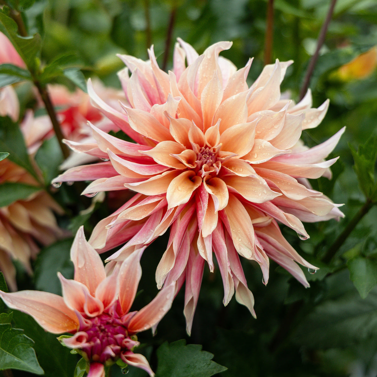 Decoratieve Dahlia Labyrint - Dahlia Labyrinth - Willemse