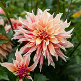 Decoratieve Dahlia Labyrint - Dahlia Labyrinth - Willemse