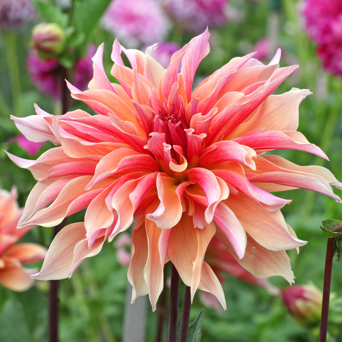 Decoratieve Dahlia Labyrint