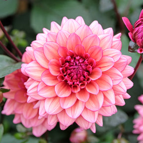 Dahlia  - Kleinbloemige dahlia 'Molly Raven' - Dahlia Molly Raven