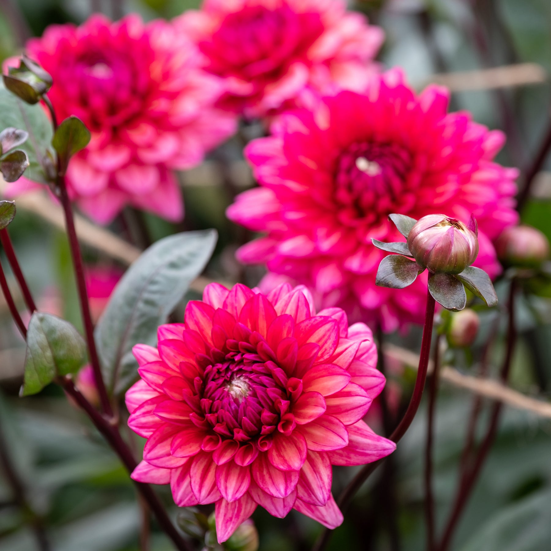 Kleinbloemige dahlia 'Molly Raven' - Dahlia Molly Raven - Willemse