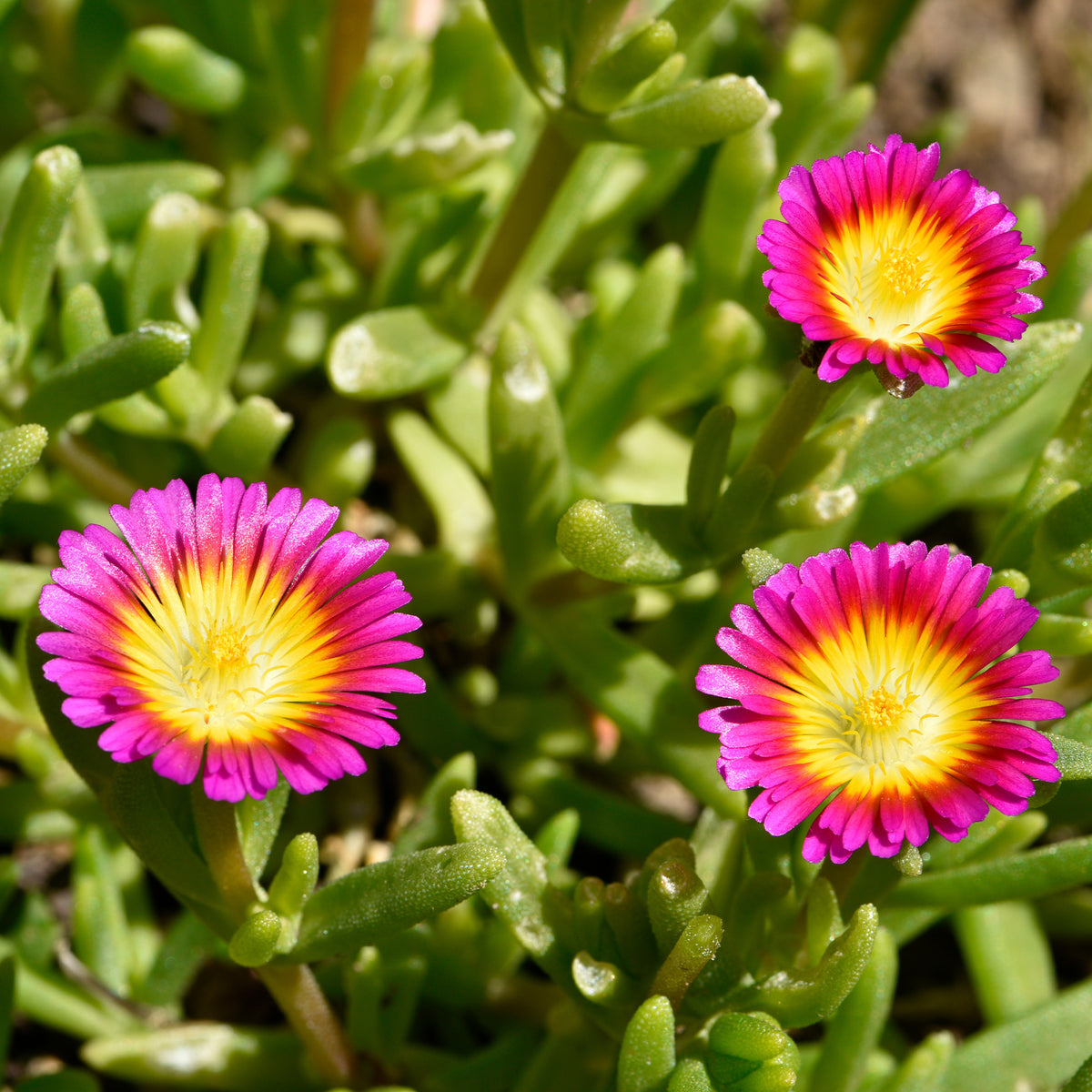 Delosperma roze wonder - Delosperma Wheels of Wonder® Hot Pink - Willemse