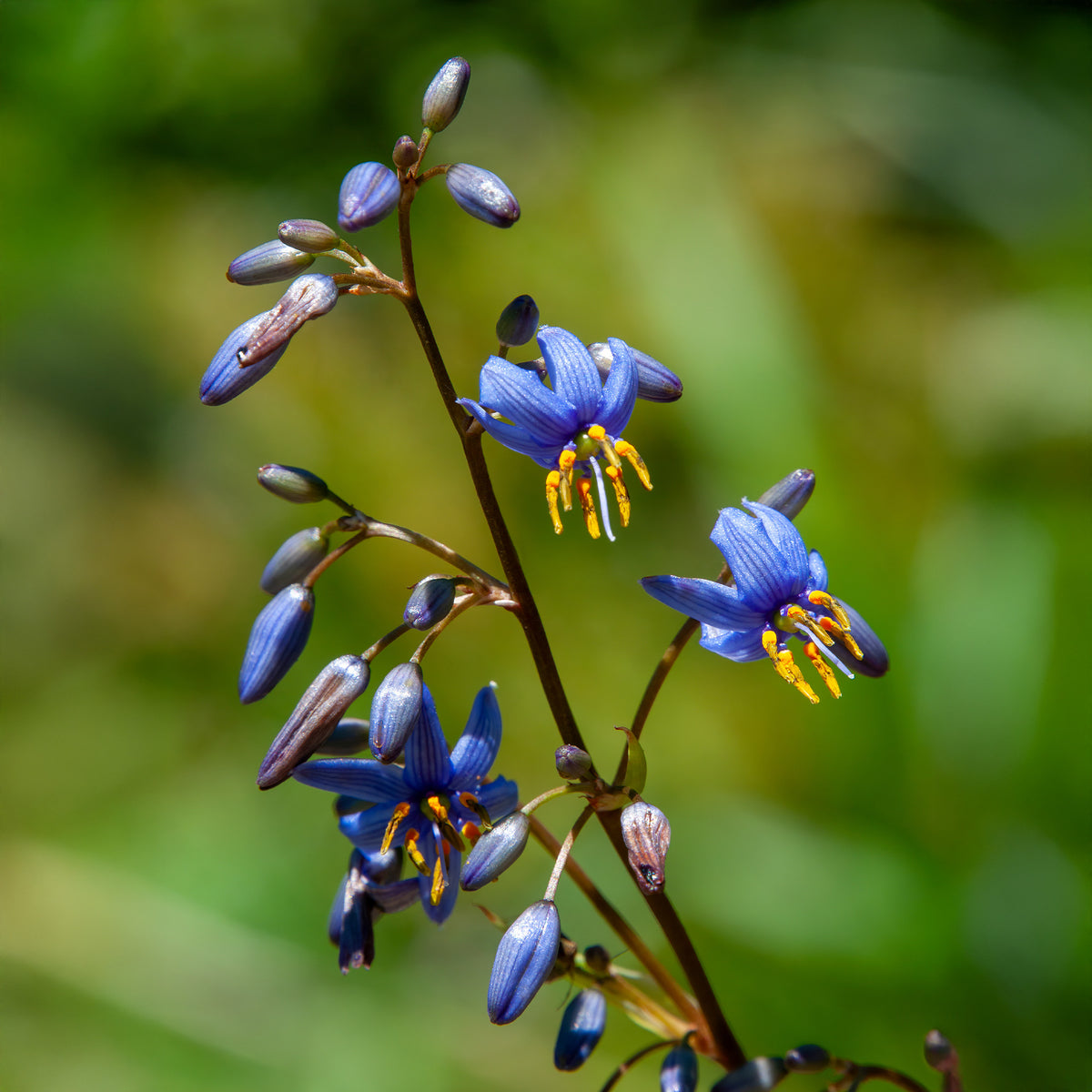 Dianella caerulea 'Little Rev'® / Tasmaanse vlaslelie - Willemse
