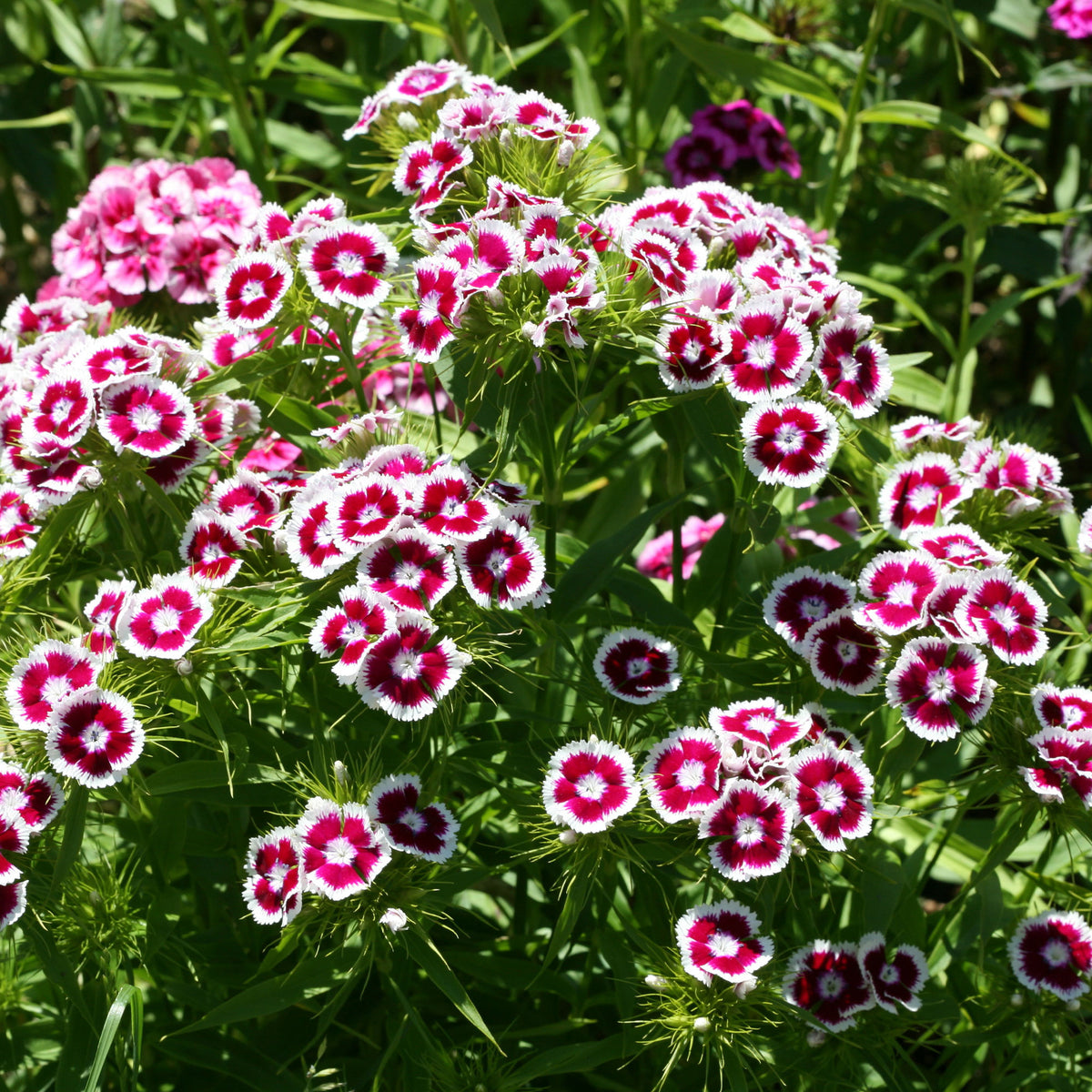 Dianthus barbatus Barbarini Purple Picotee - Picotee Paarse Anjer - Anjers - Dianthus