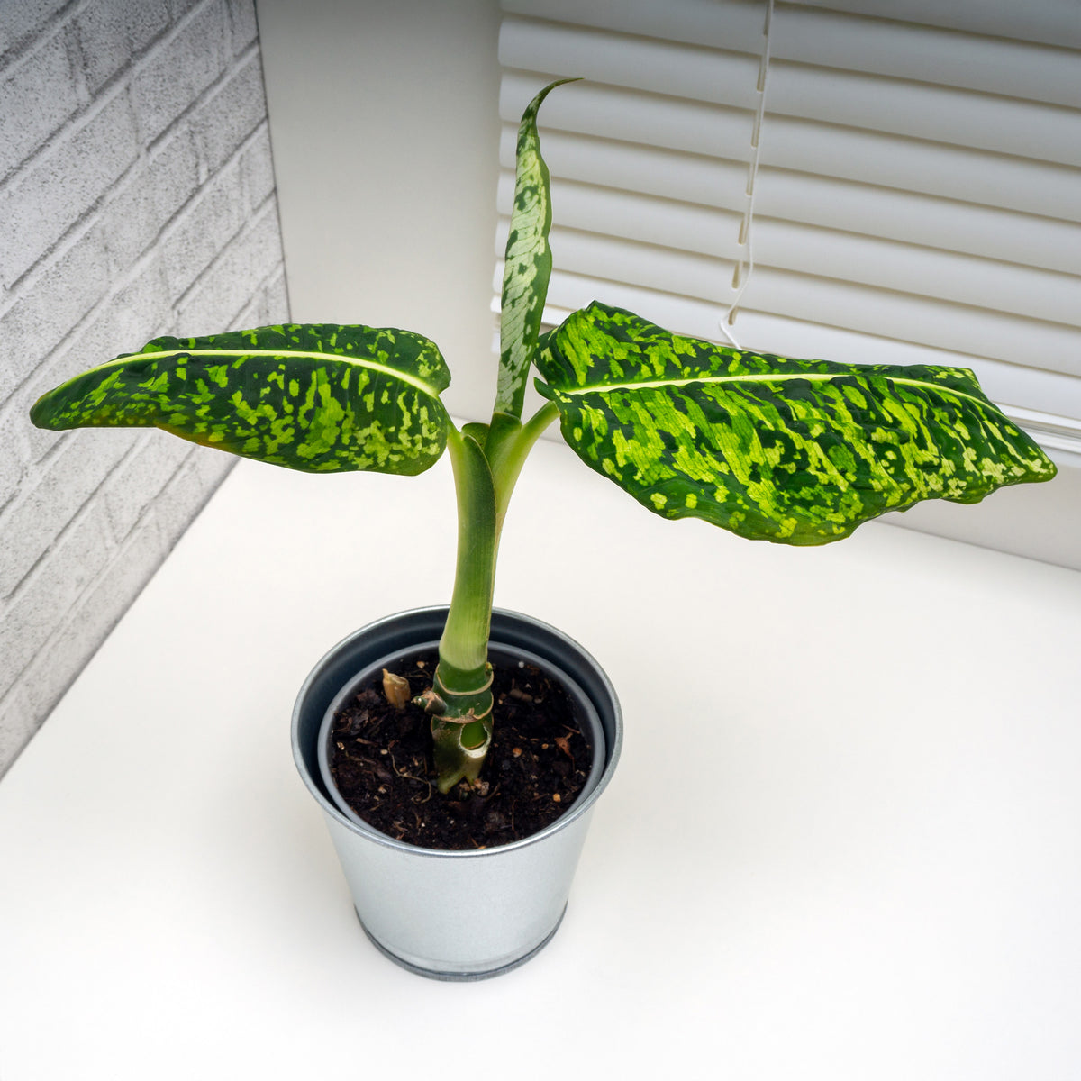 Dieffenbachia reflector / Dief van Bagdad - Dieffenbachia Reflector - Willemse