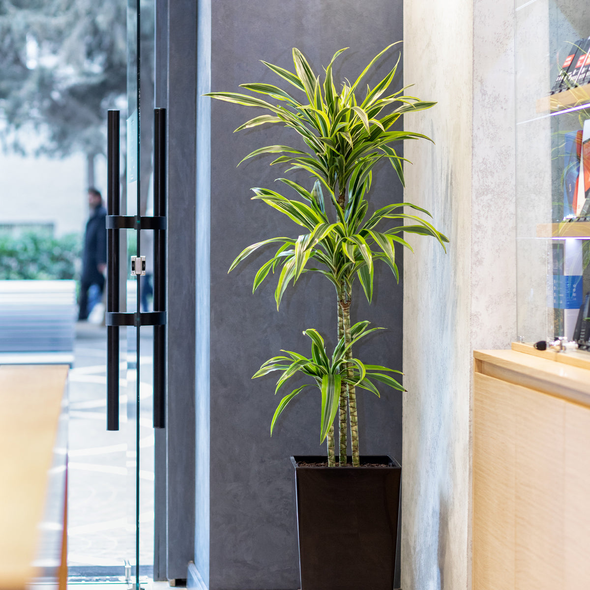 Dracaena 'Lemon Lime / / Drakenbloedboom - Willemse