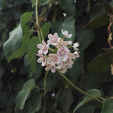 Wattakaka sinensis - Willemse