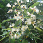 Eugenia myrtifolia 'Newport'/Australische kers 'Newport' - Eugenia myrtifolia Newport - Willemse