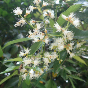 Eugenia myrtifolia 'Newport'/Australische kers 'Newport' - Eugenia myrtifolia Newport - Willemse