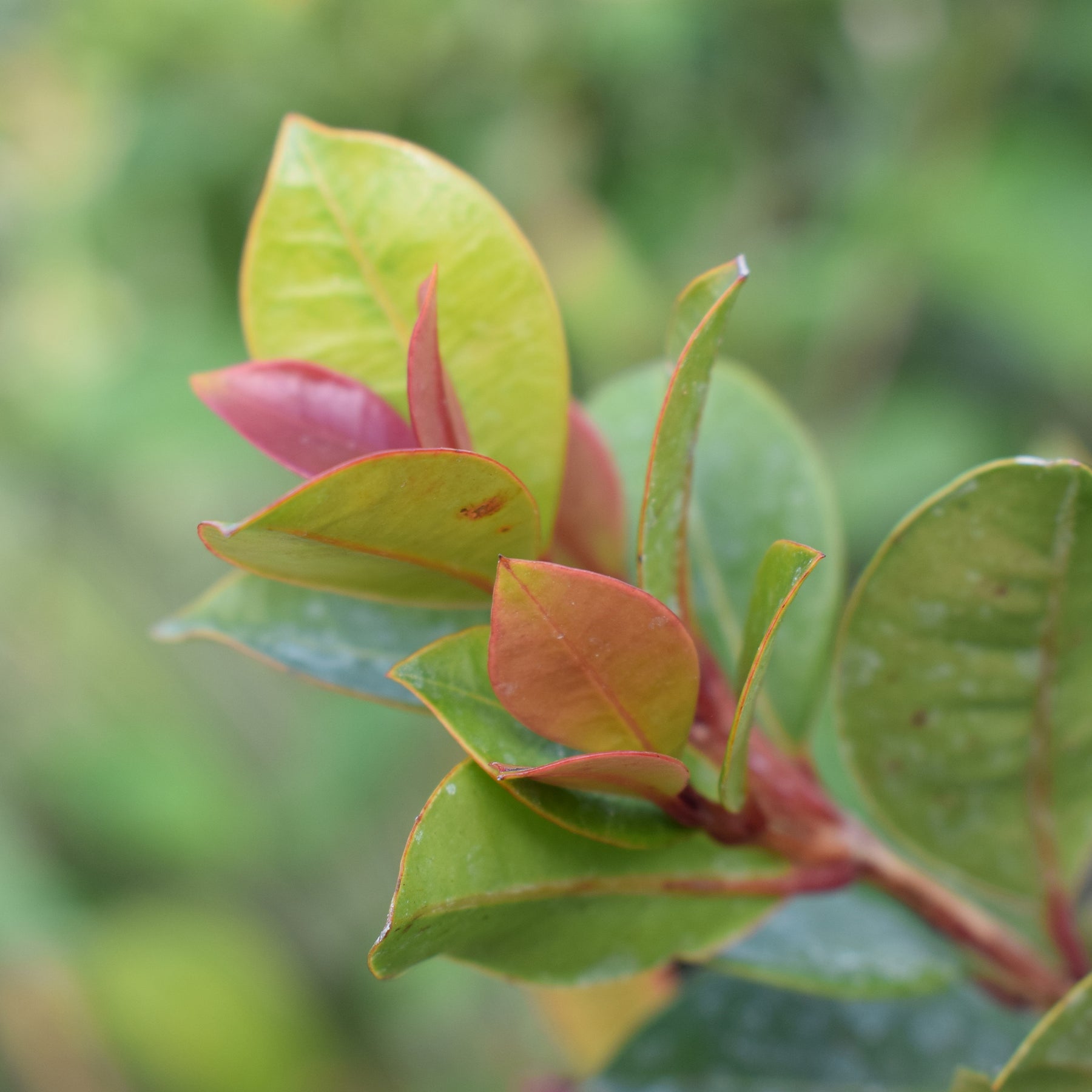 Eugenia myrtifolia 'Newport'/Australische kers 'Newport' - Willemse