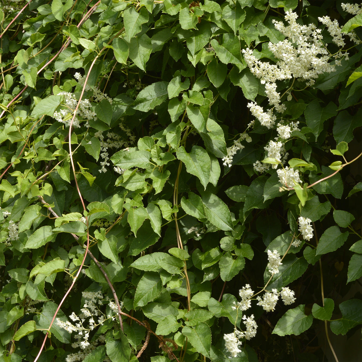 Fallopia Aubertii / Bruidssluier - Fallopia aubertii - Willemse