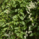 Fallopia Aubertii / Bruidssluier - Fallopia aubertii - Willemse