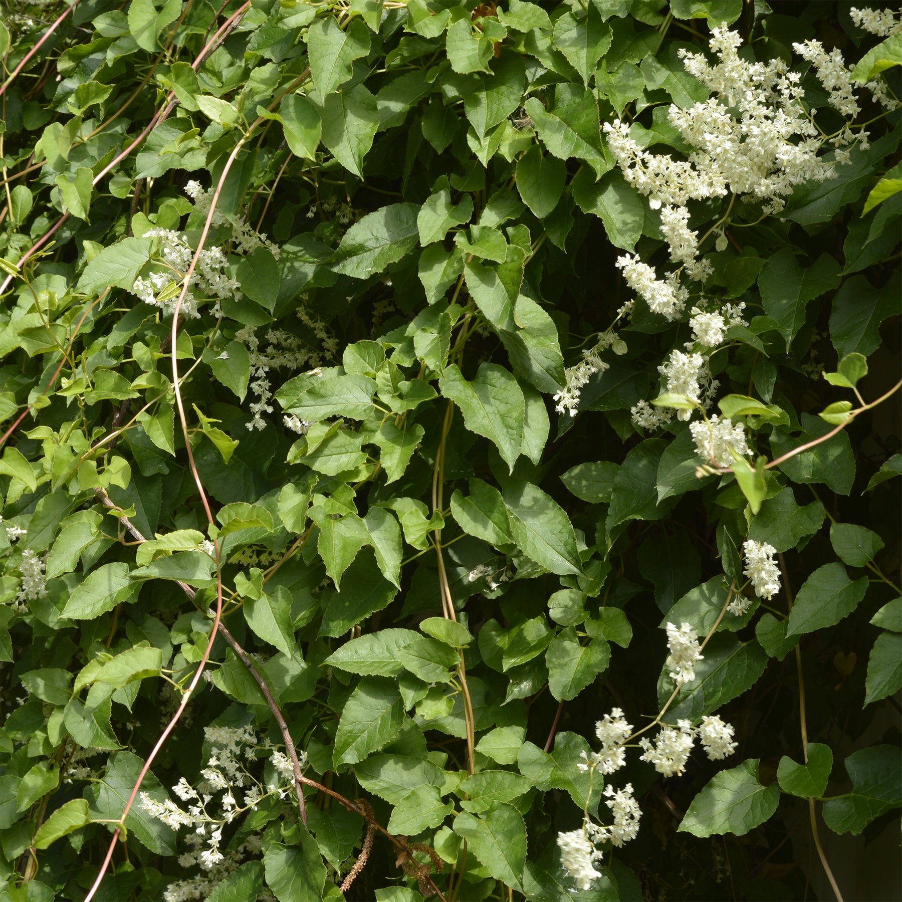 Fallopia Aubertii / Bruidssluier - Fallopia aubertii - Willemse