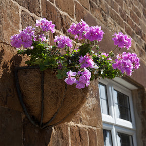 Hangende geranium dubbel paars - Willemse