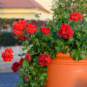 Hangende geranium dubbel rood - Pelargonium peltatum red - Willemse