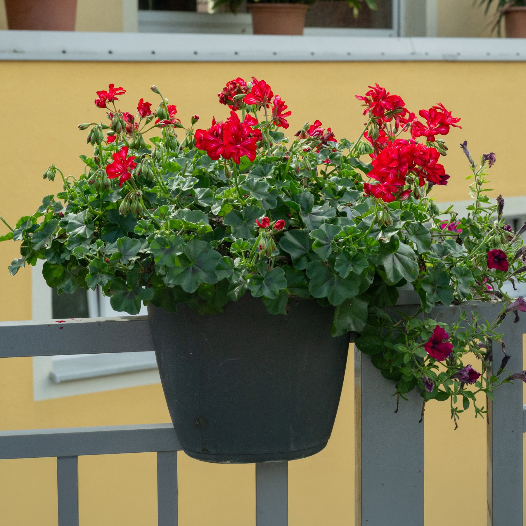 Hangende geranium dubbel rood