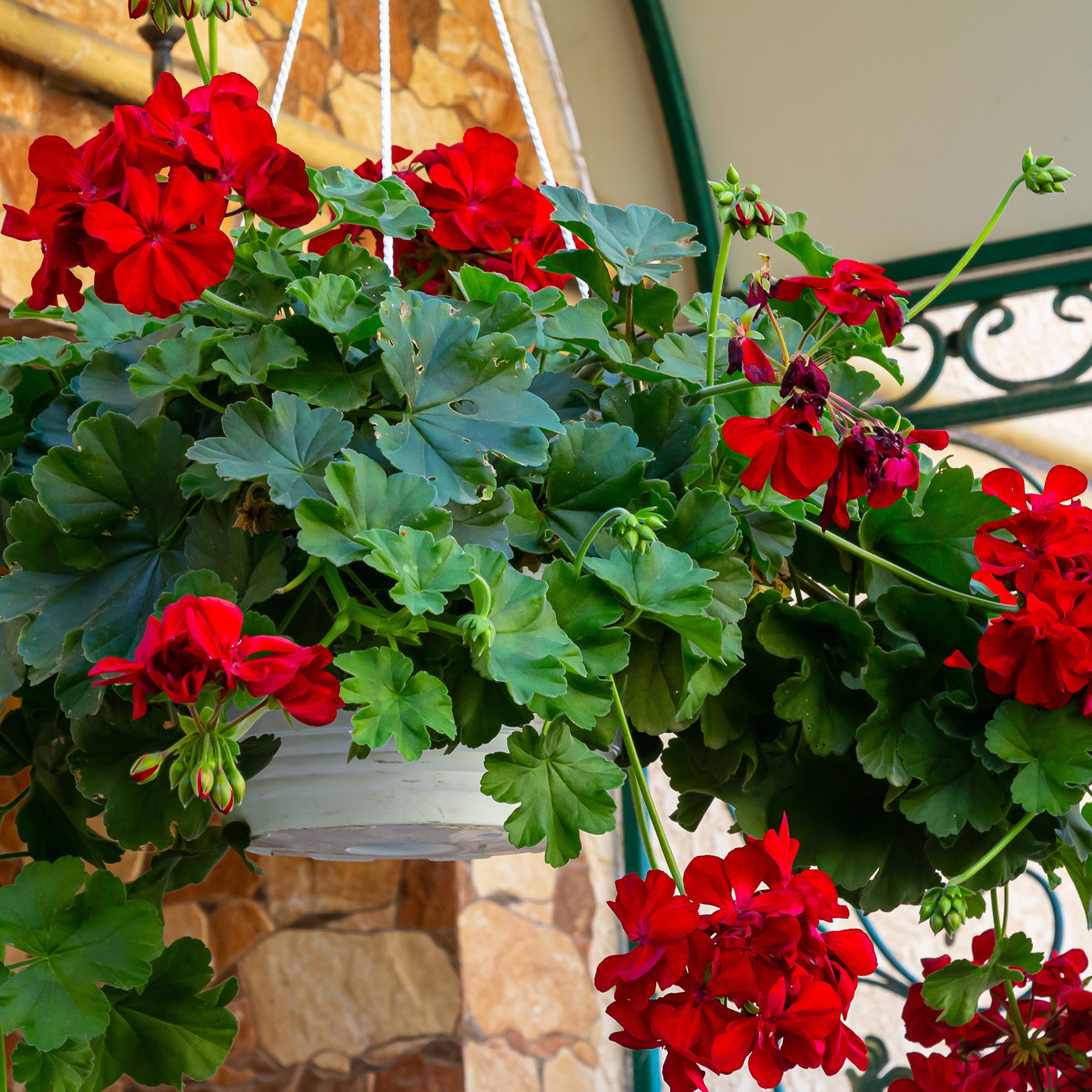 Hangende geranium dubbel rood