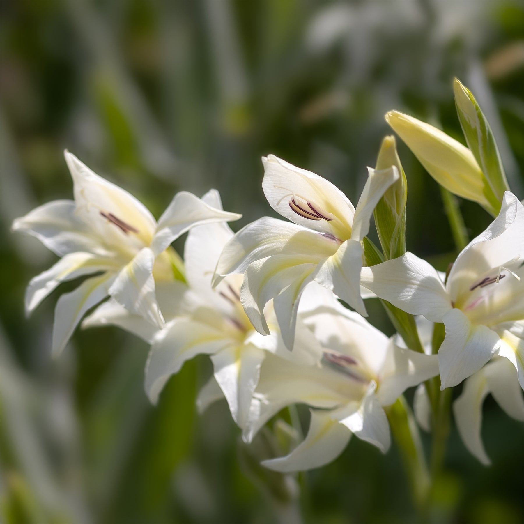 Dwerggladiolen De Bruid (x20) - Gladiolus colvillei The Bride - Willemse