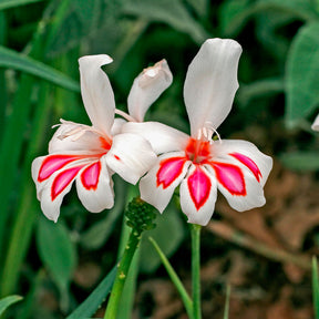 Verkoop Gladiolus nanus Prins Claus (x15) - Gladiolus nanus Prins Claus