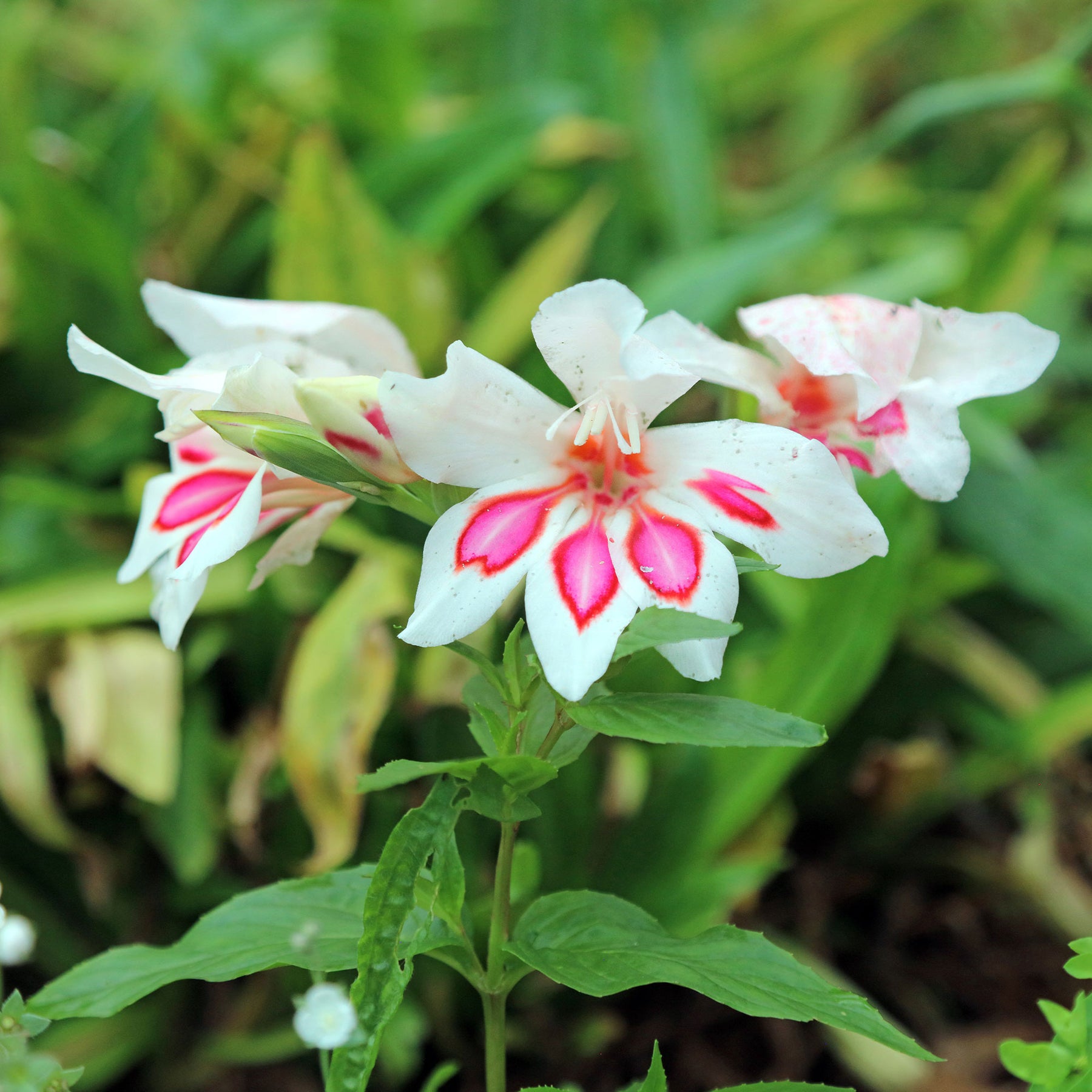 Gladiolen - Gladiolus nanus Prins Claus (x15) - Gladiolus nanus Prins Claus