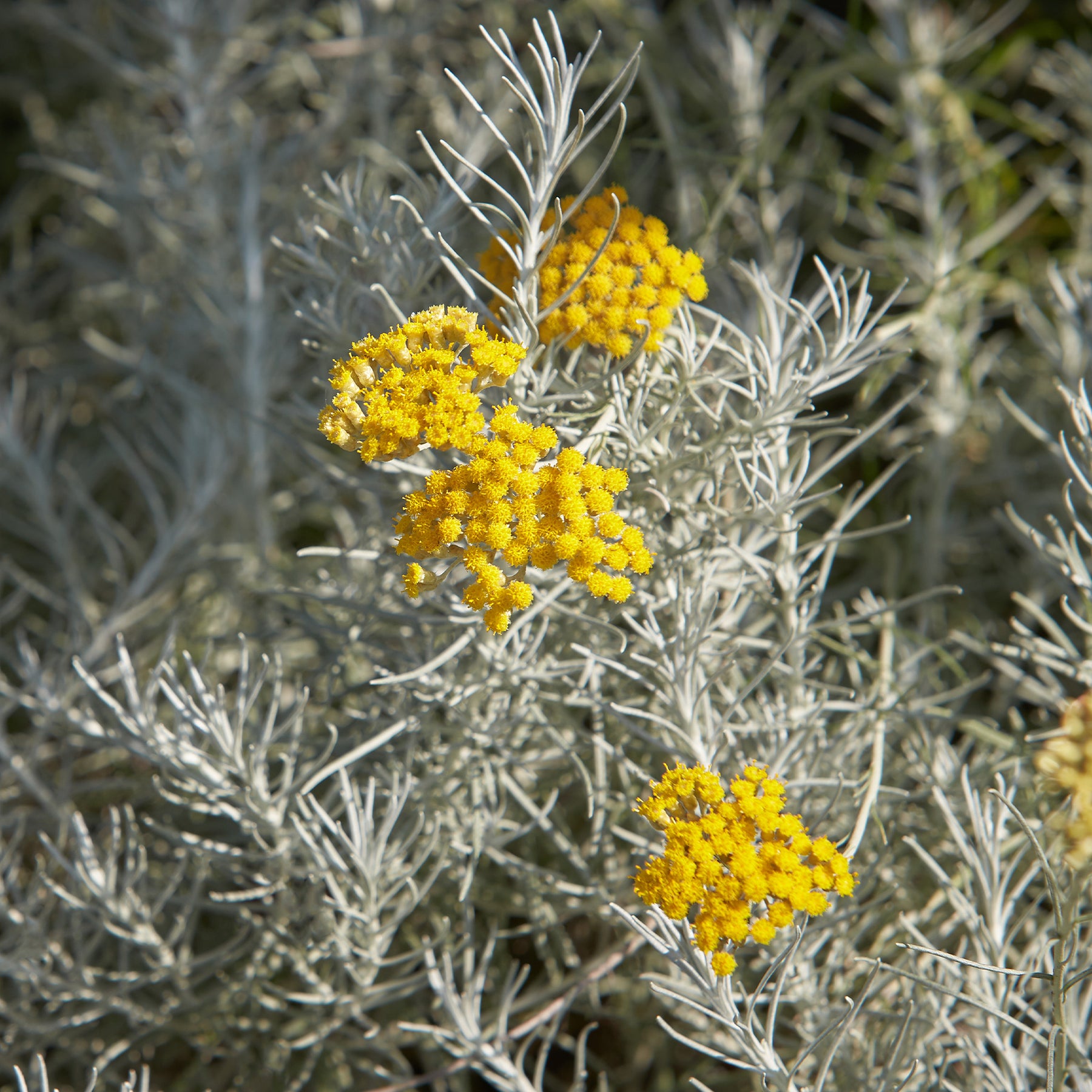 Kerrieplant 'Aladin' - Willemse
