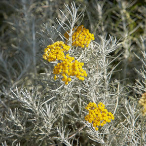Kerrieplant 'Aladin' - Willemse