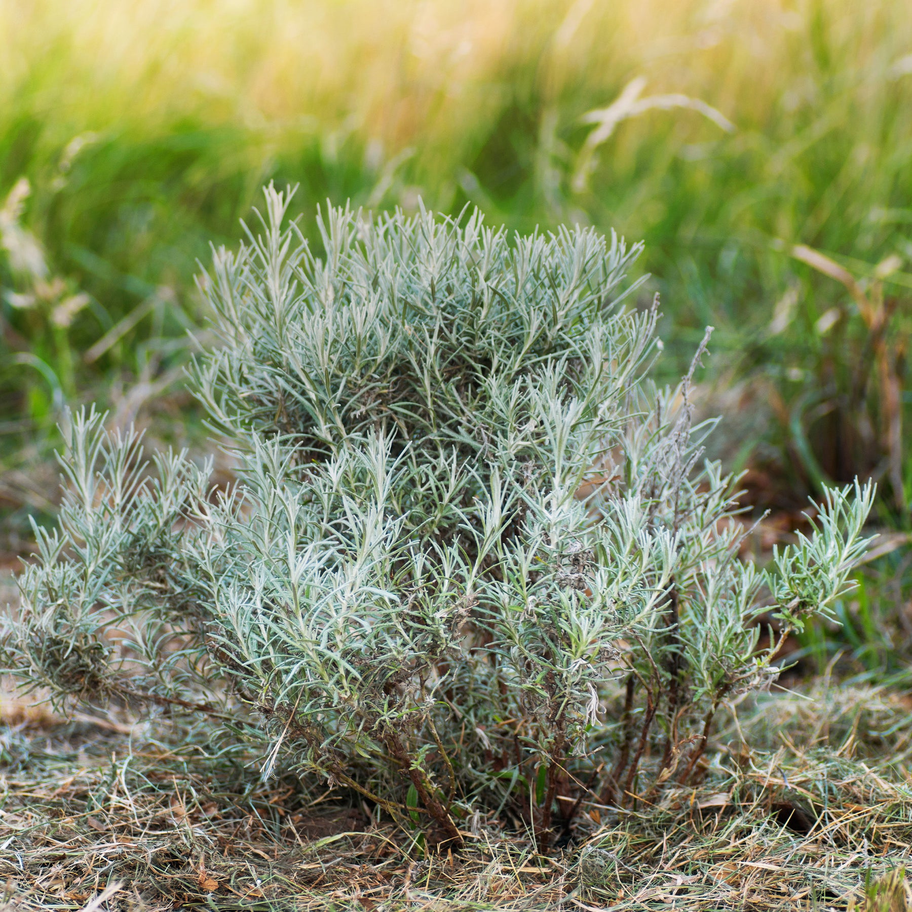 Kerrieplant 'Aladin' - Helichrysum italicum Aladin - Willemse