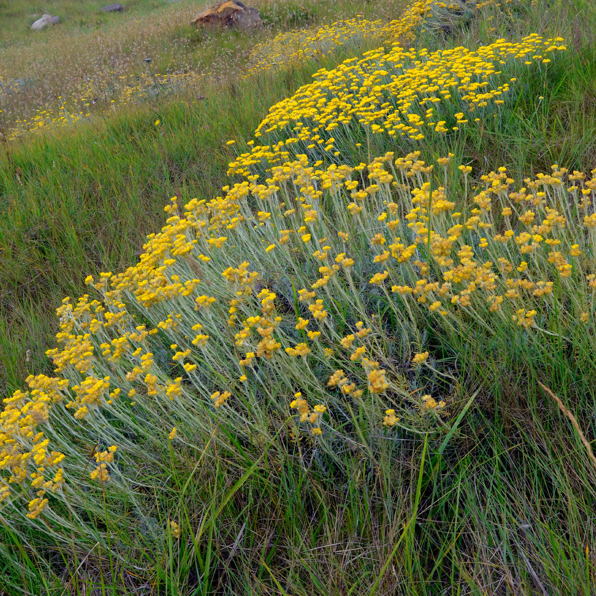 Immortelle/Herbe à curry - Helichrysum stoechas - Willemse