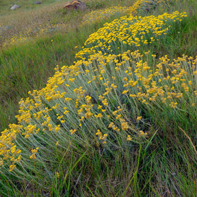 Immortelle/Herbe à curry - Helichrysum stoechas - Willemse