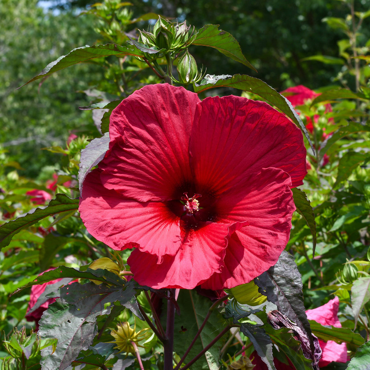 Hibiscus 'Carousel Geant Red'® / Altheastruik - Willemse