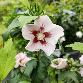 Hibiscus syriacus Hamabo - Hibiscus syriacus Hamabo - Willemse