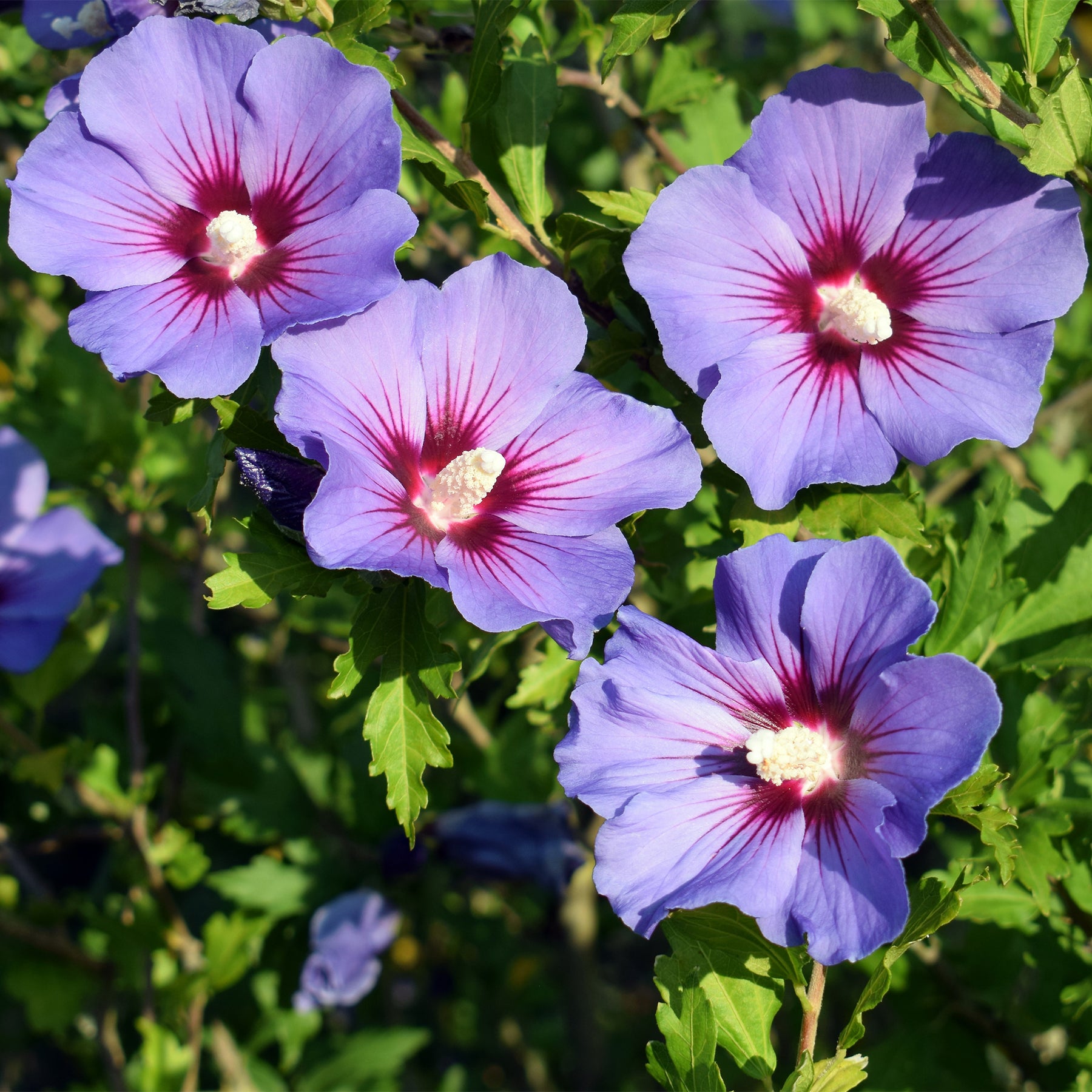Hibiscus syriacus Oiseau Bleu - Hibiscus syriacus Oiseau bleu - Willemse