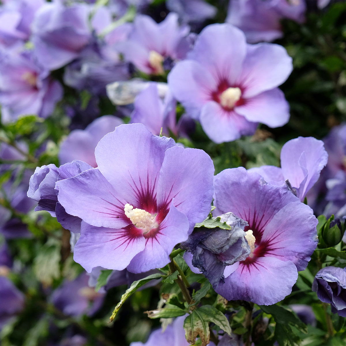 Hibiscus syriacus Oiseau Bleu - Willemse