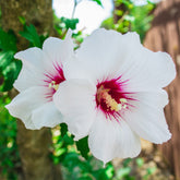 Hibiscus syriacus rood hart - Willemse