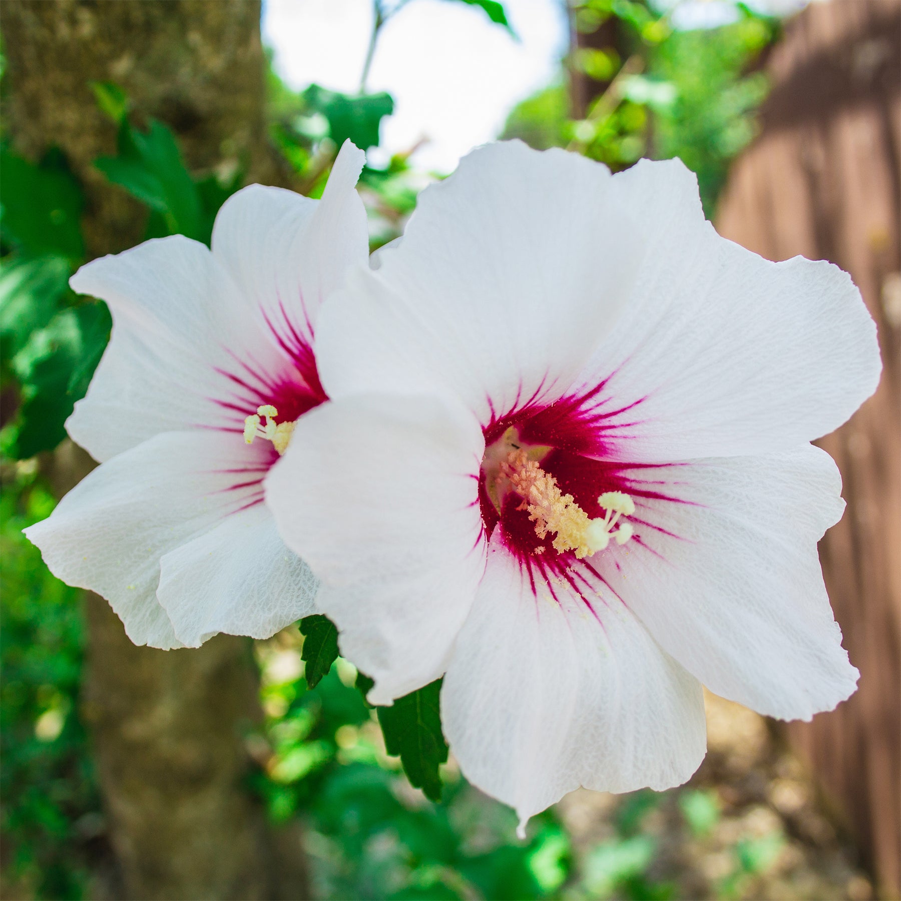 Hibiscus syriacus rood hart - Willemse