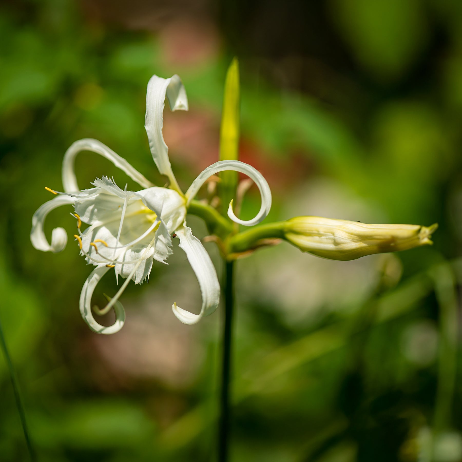 Bollen witte ismene/spinlelie  (x3) - Hymenocallis longipetala - Willemse