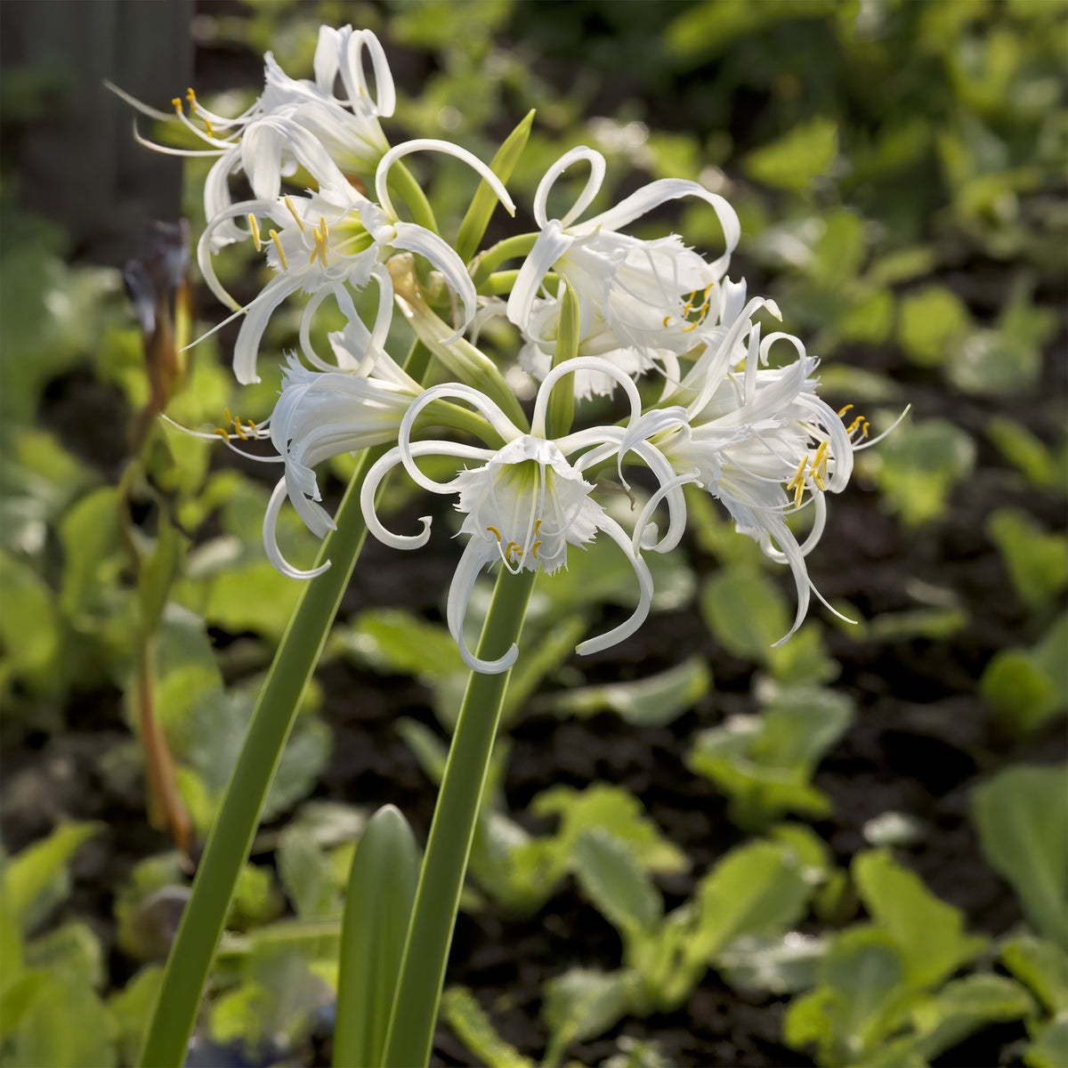 Bollen Ismene Festalis/Peruaanse narcis (x3) - Hymenocallis x festalis - Willemse