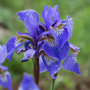 Iris pseudacorus 'Blue' / Moerasiris - Willemse